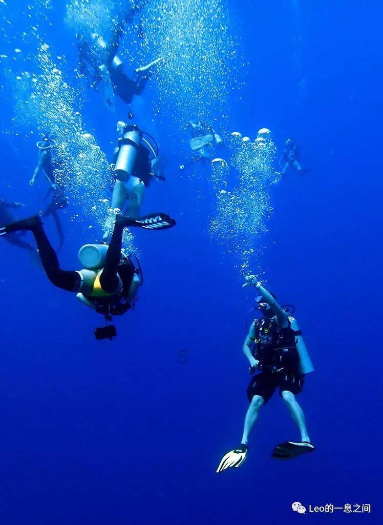 栀子落星海